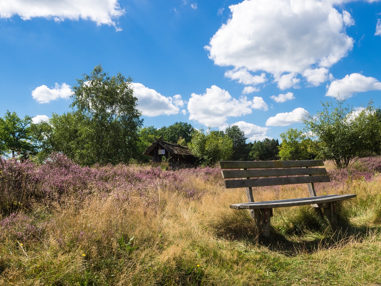 Heide, Stendas, Gamtos Rezervatas, Heathland, Lüneburg Heath, Bankas, Avilys, Nemokamos Nuotraukos,  Nemokama Licenzija