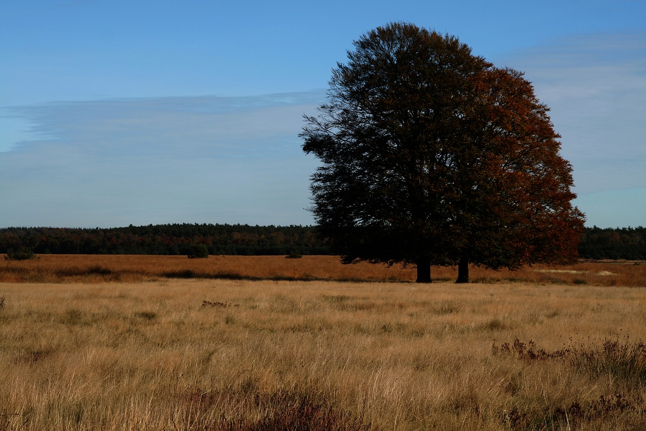 Heide, Medis, Žygiai, Gamta, Heathland, Kraštovaizdis, Takas, Dviračiu, Miškas, Poilsio Zona