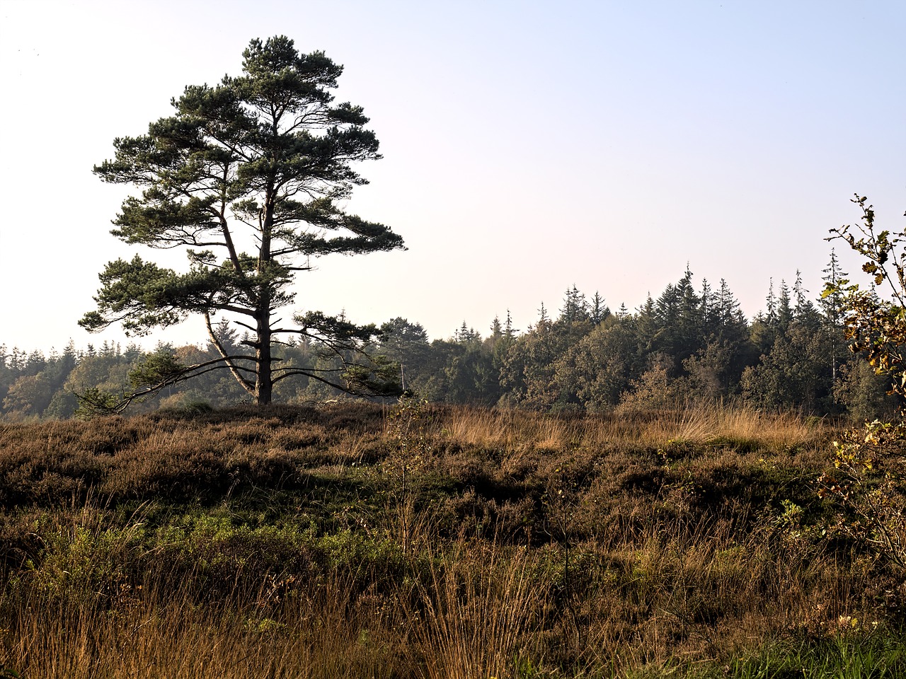 Heide, Heathland, Erika, Gamta, Medis, Nuotaika, Gamtos Rezervatas, Langenhorner Heide, Ruduo, Nemokamos Nuotraukos