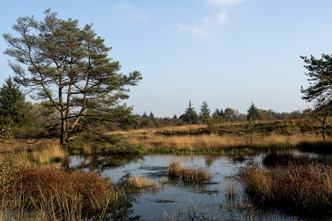 Heide, Heathland, Erika, Gamta, Medis, Nuotaika, Gamtos Rezervatas, Langenhorner Heide, Ruduo, Nemokamos Nuotraukos