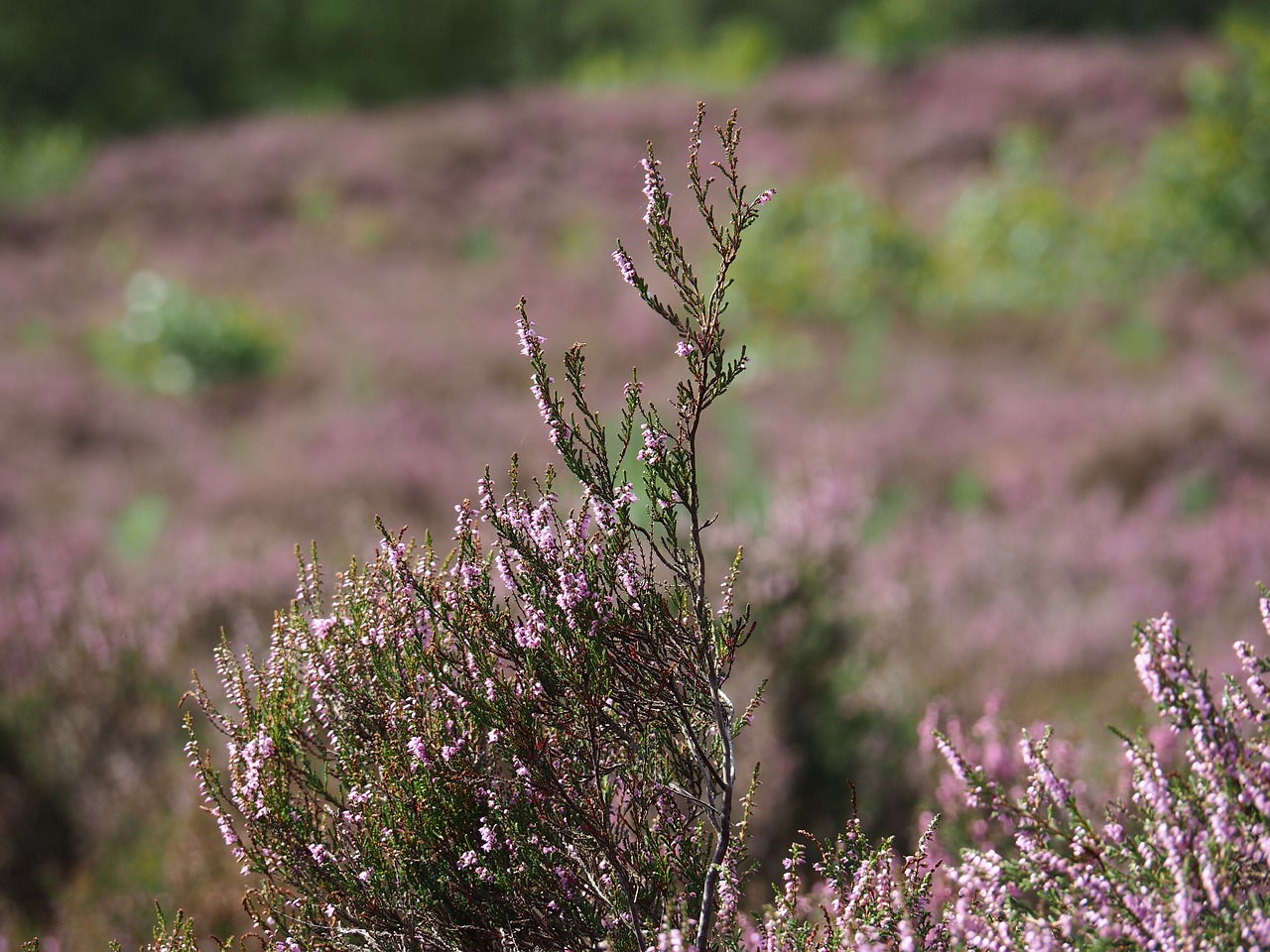 Heide,  Pobūdį,  Lauko,  Kraštovaizdis,  Žydėjimo,  Pėsčiųjų Maršrutą,  Augalų,  Nyderlandai,  Laukas,  Hei