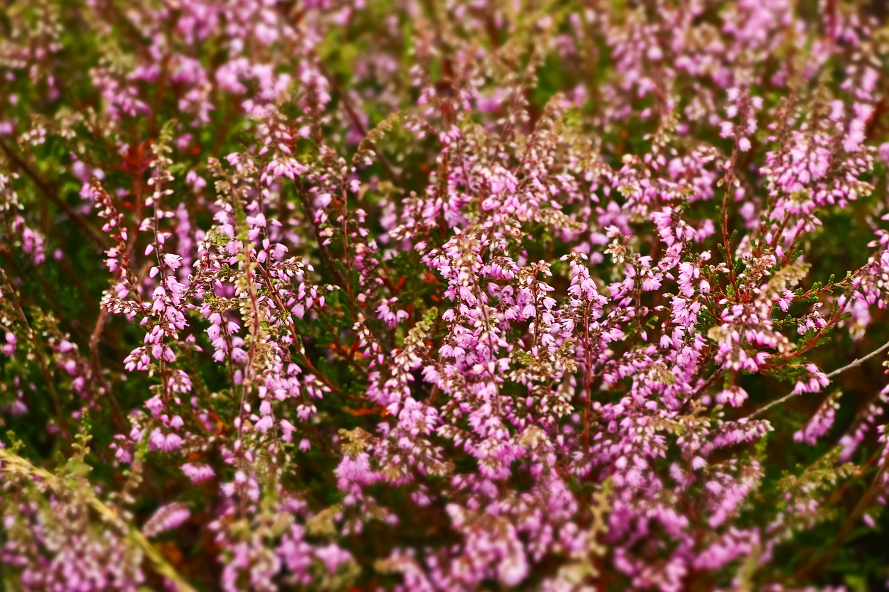 Heide,  Heather,  Viržynai,  Calluna,  Heather Žalia,  Nykštukė Krūmas,  Kraštovaizdis,  Rožinis,  Gėlės,  Violetinė