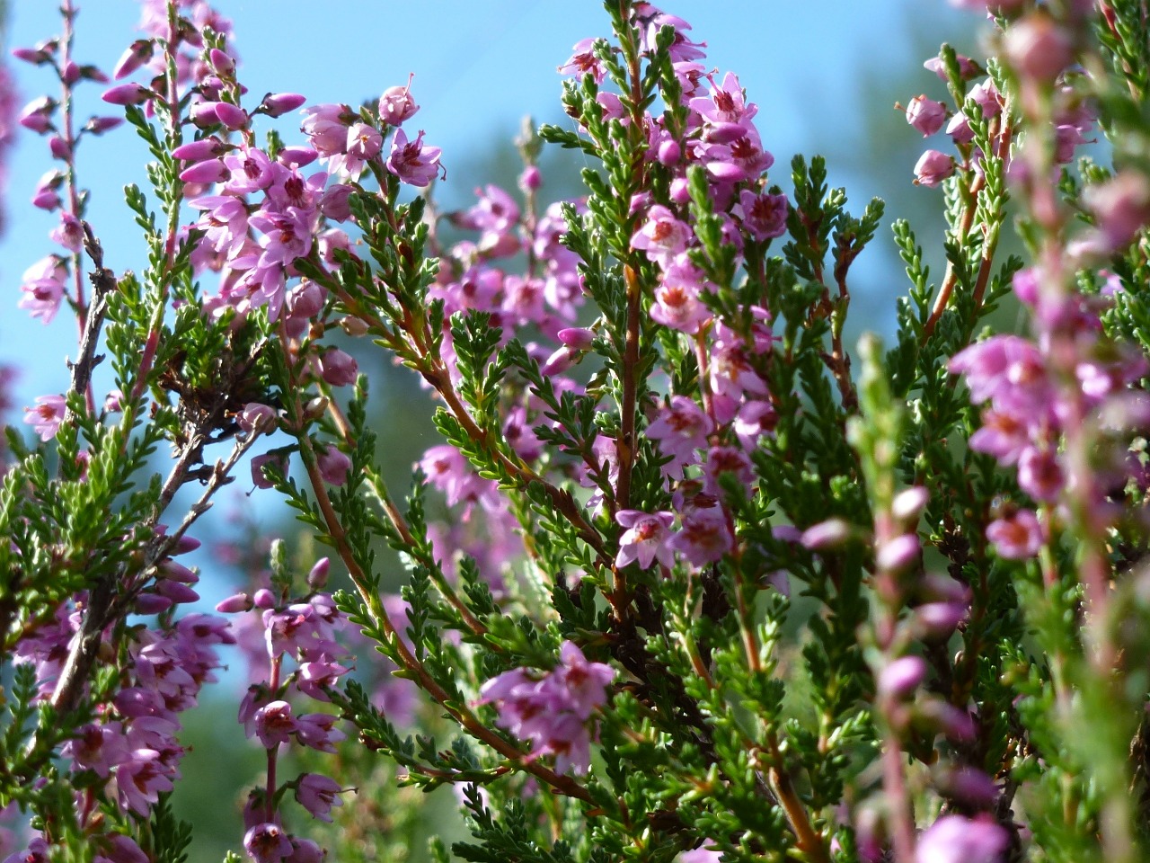 Heide, Virėja, Žiedas, Žydėti, Violetinė, Lüneburg Heath, Uždaryti, Rožinis, Gamta, Pietus