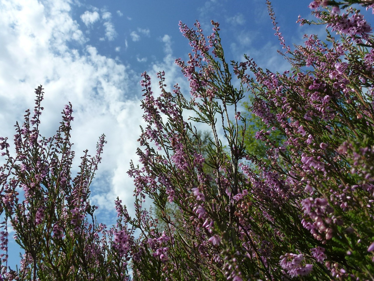 Heide, Virėja, Žiedas, Žydėti, Violetinė, Lüneburg Heath, Uždaryti, Rugpjūtis, Pietus, Rožinis