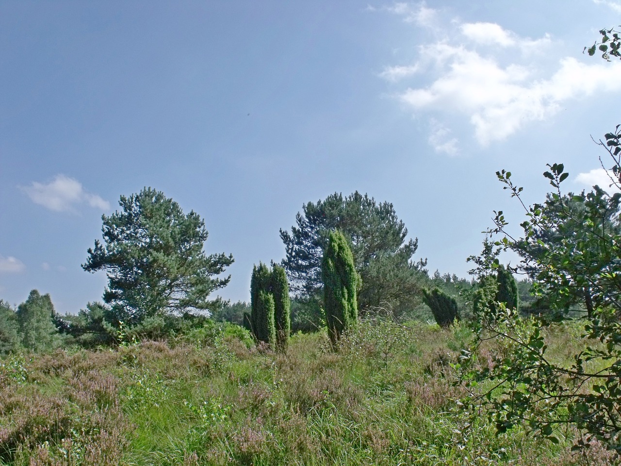 Heide, Heathland, Gamta, Virėja, Lüneburg, Gėlės, Žygiai, Nemokamos Nuotraukos,  Nemokama Licenzija