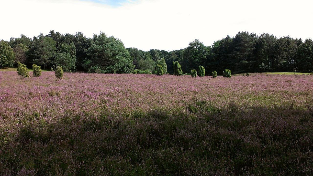 Heide, Heathland, Rugpjūtis, Heidenfest, Virėja, Schneverdingen, Jeersdorf, Scheeßel, Lüneburg, Nemokamos Nuotraukos