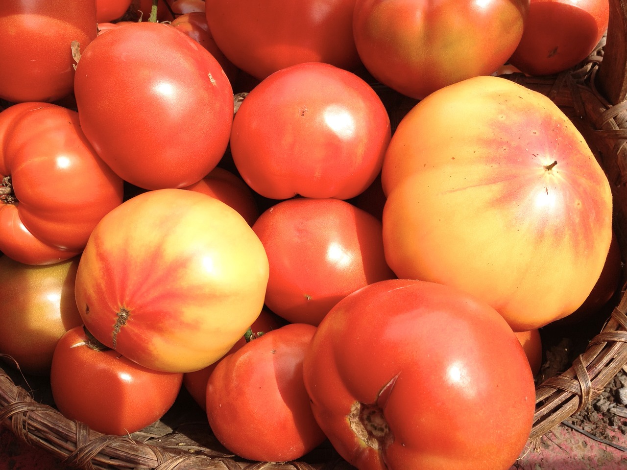 Paveldimos Pomidorai, Raudona, Geltona, Sodas, Palikuonys, Pomidoras, Maistas, Sveikas, Daržovių, Vaisiai