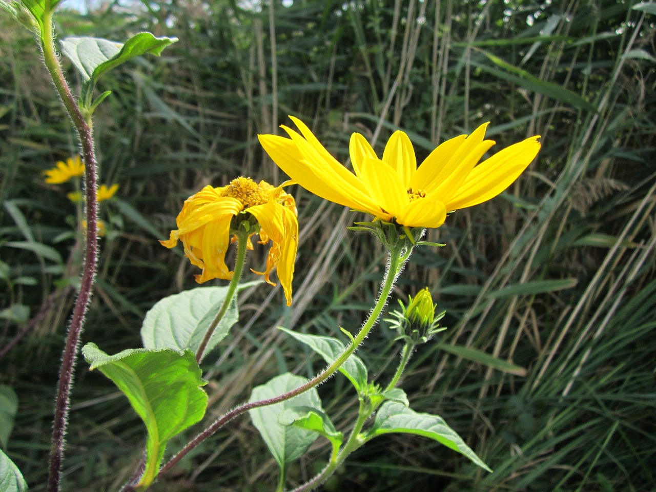 Heliantheae,  Asteroidai,  Saulėgrąžos,  Flora,  Wildflower,  Žydėti,  Žiedas,  Žiedynas,  Botanika,  Rūšis