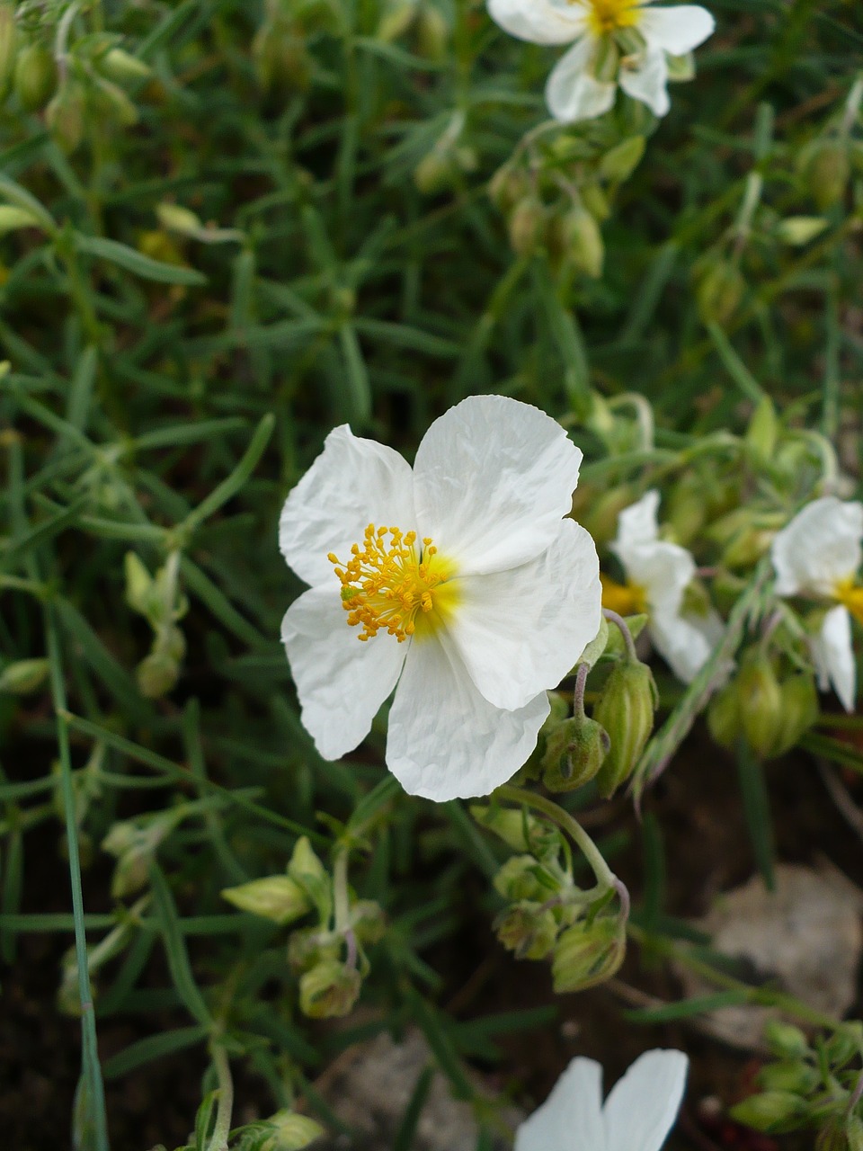 Apeninų Hélianthème, Flora, Baltos Gėlės, Gamta, France, Vasara, Nemokamos Nuotraukos,  Nemokama Licenzija