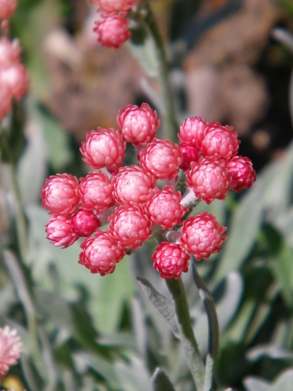 Helichrysum, Amžinas, Gėlė, Rožinis, Nemokamos Nuotraukos,  Nemokama Licenzija