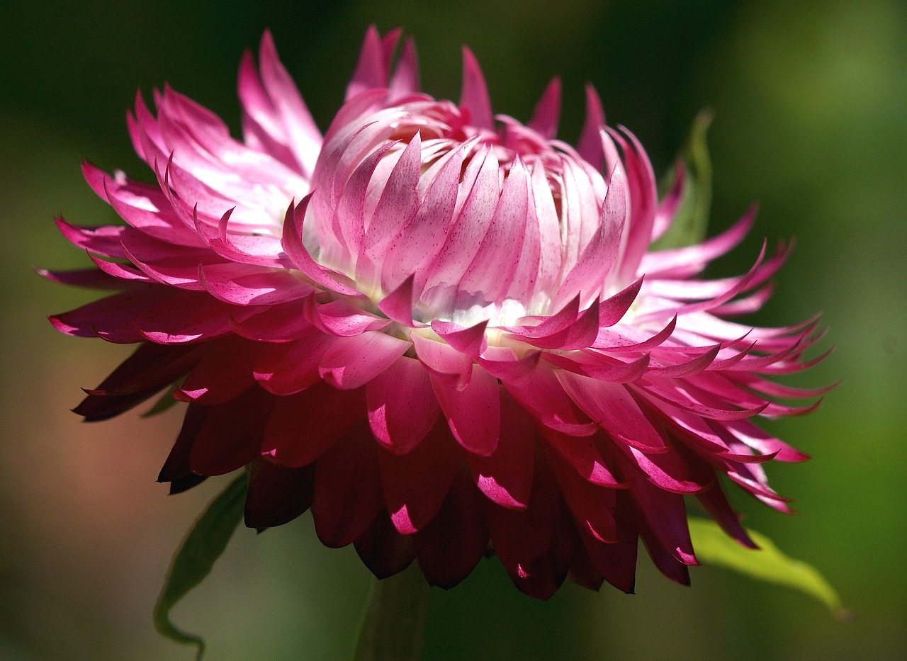 Helichrysum, Italicum, Sausas, Rožinis, Augalas, Žydėti, Gėlė, Viešas Įrašas, Flora, Gamta