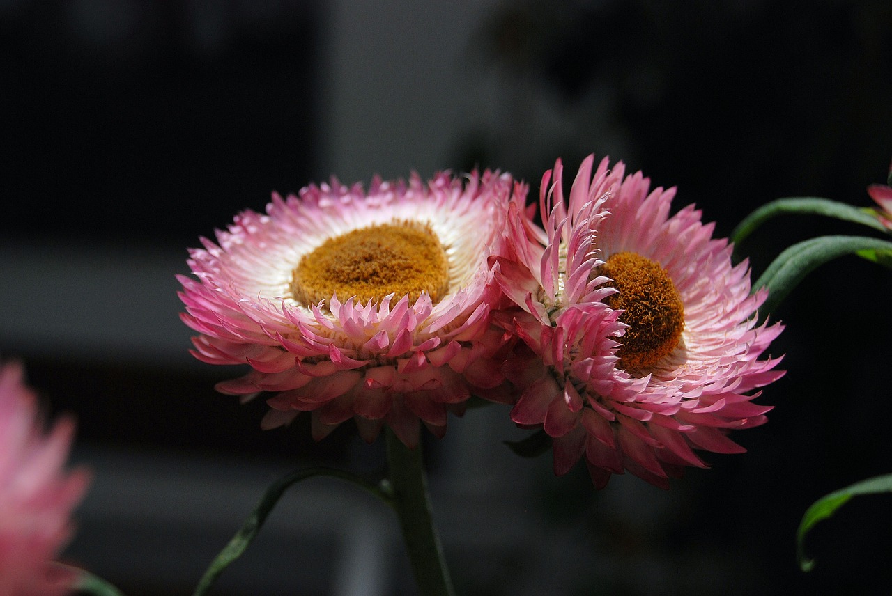 Helichrysum, Strawflower, Gėlės, Rožinis, Augalai, Nemokamos Nuotraukos,  Nemokama Licenzija