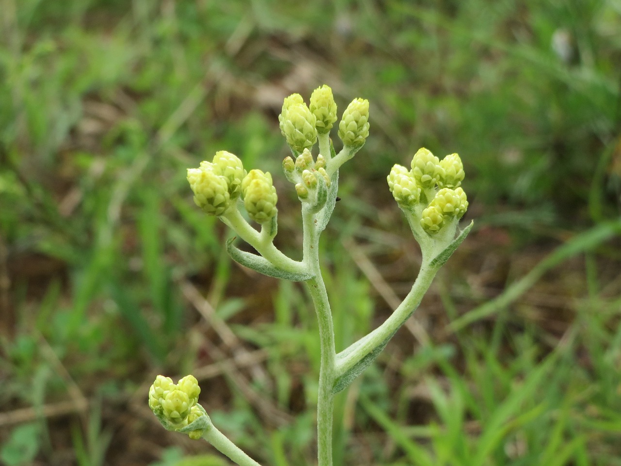 Helichrysum Arenariumas, Amžinojo Nykštukas, Immortale, Laukiniai Žiedai, Flora, Makro, Botanika, Augalas, Nemokamos Nuotraukos,  Nemokama Licenzija