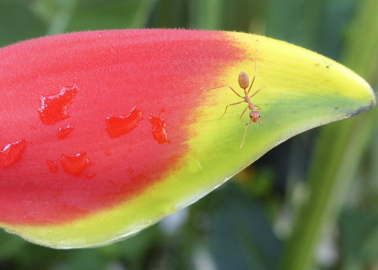 Heliconia, Gėlė, Rojaus Paukštis, Raudona, Flora, Atogrąžų, Žalias, Augalas, Žiedas, Sodas