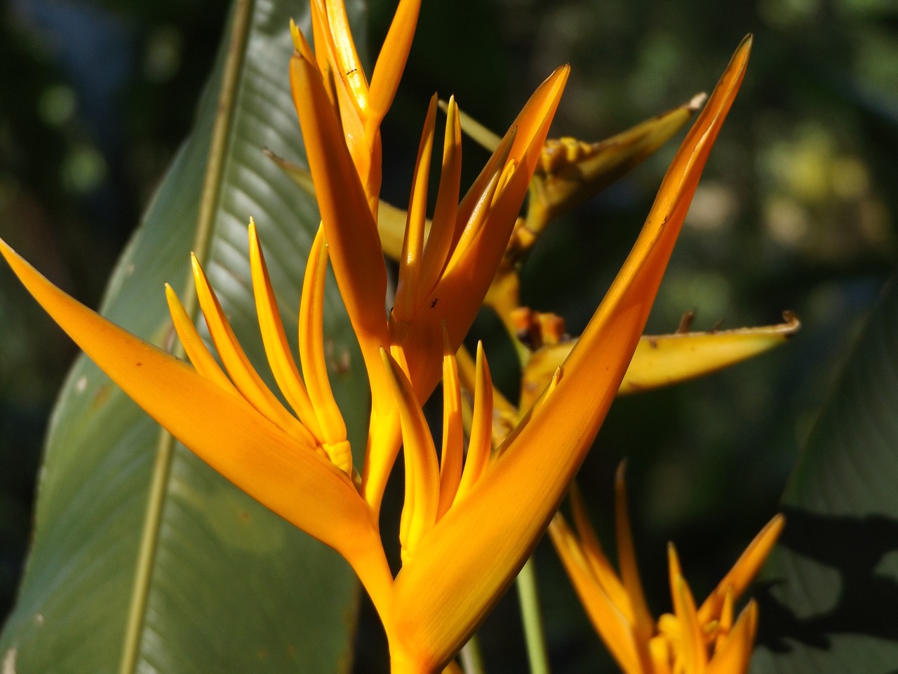 Heliconia, Gėlė, Augalas, Atogrąžų, Spalvinga, Žiedas, Žydėti, Geltona, Egzotiškas, Spalva