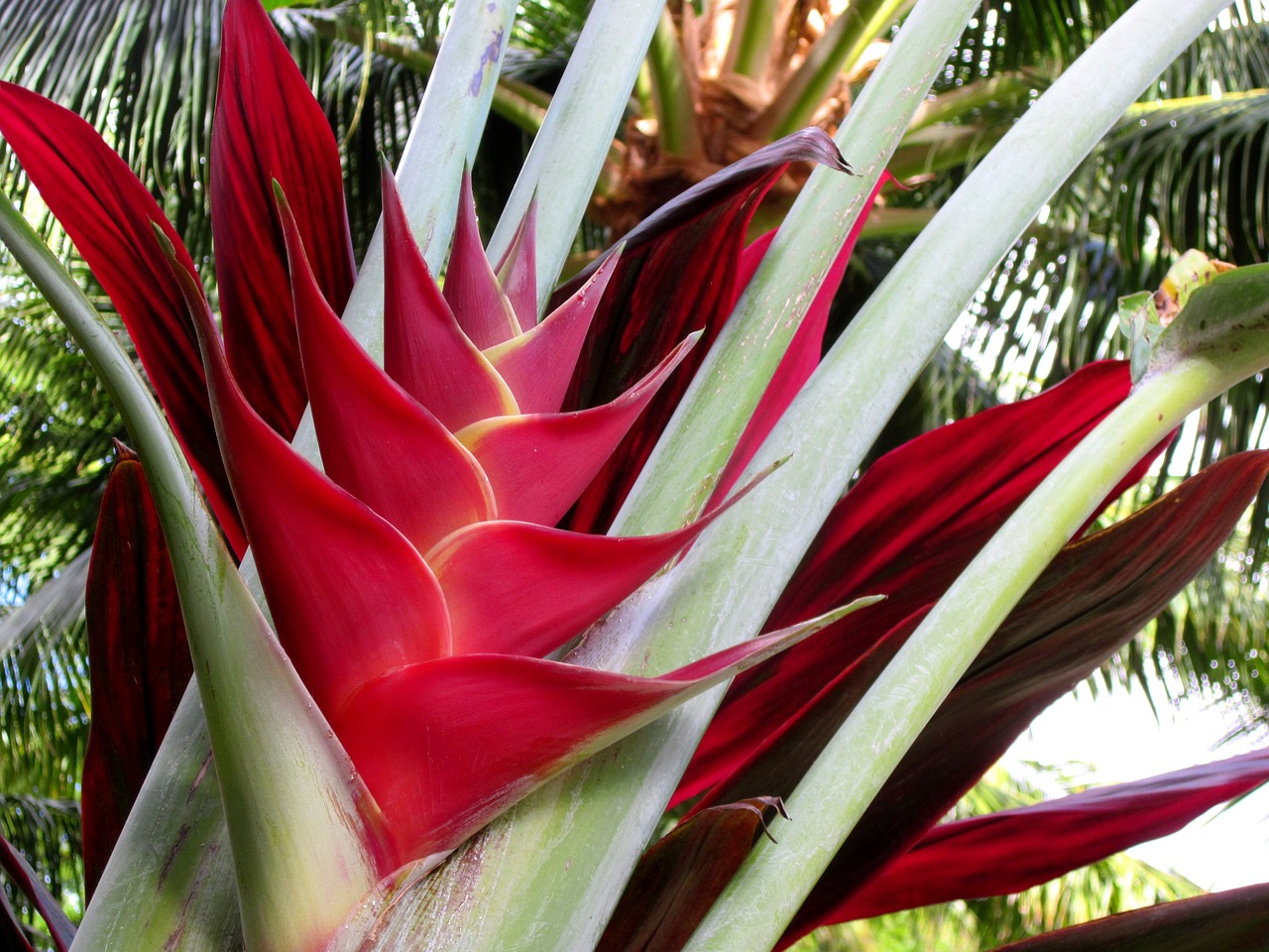 Heliconia Caribaea, Heliconia, Omaro Kabliukas, Gėlė, Raudona, Hawaii, Nemokamos Nuotraukos,  Nemokama Licenzija