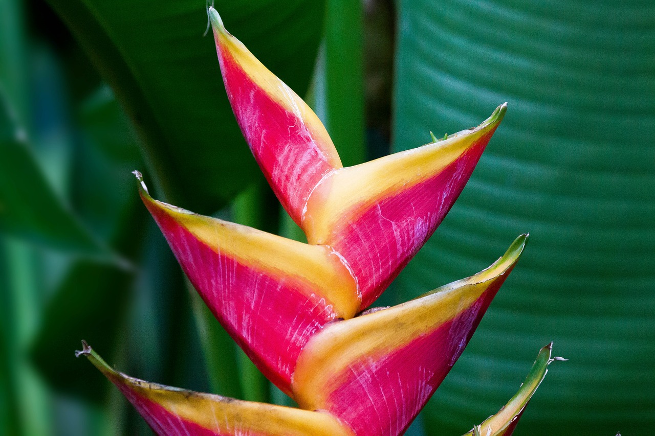 Heliconia Caribaeae, Bihai, Sankryža, Gėlės, Raudona, Rožinis, Oranžinė, Karibai, Gėlė, Augalas