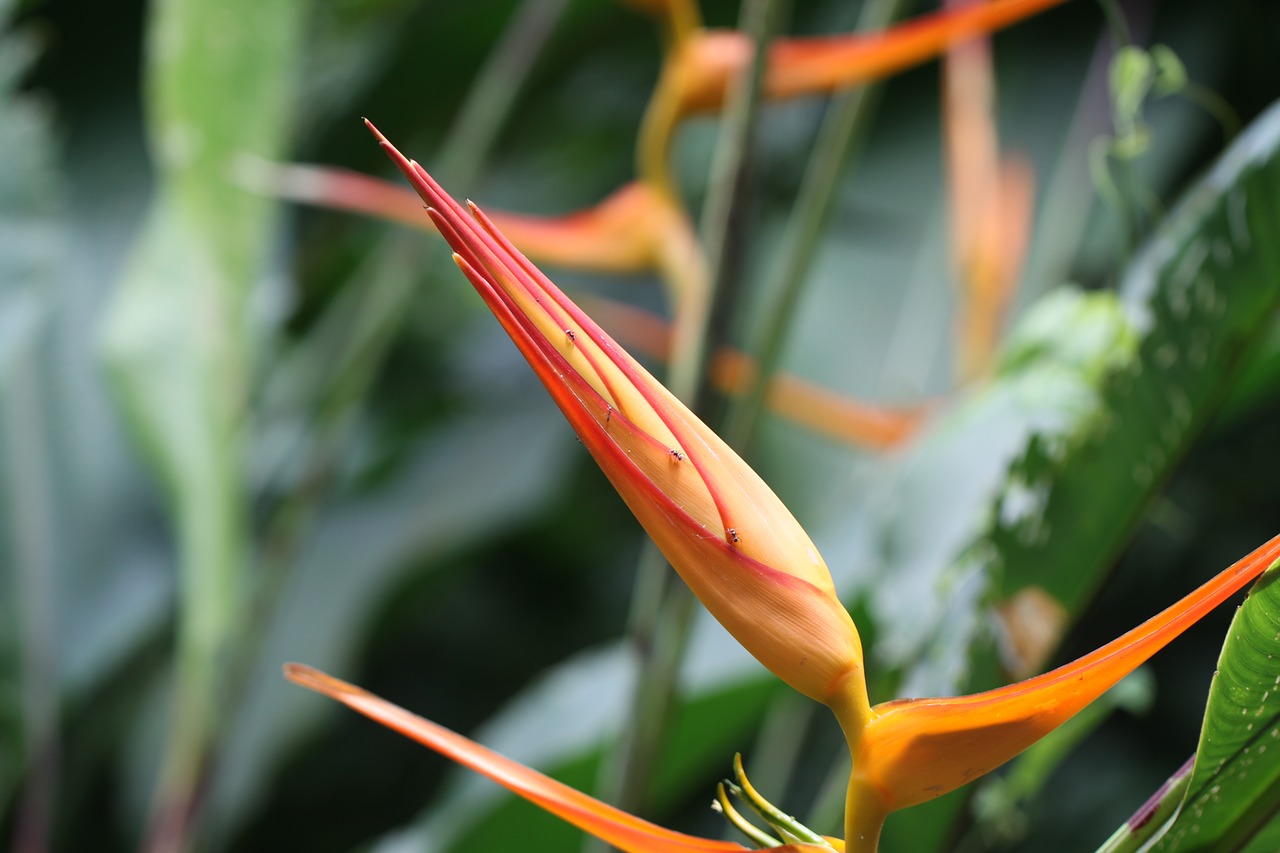 Heliconia Psittacorum Prob, Oranžinė, Geltona, Žalias, Gėlės, Atogrąžų, Kosta Rika, Rojaus Paukštis, Spalvinga, Žydi