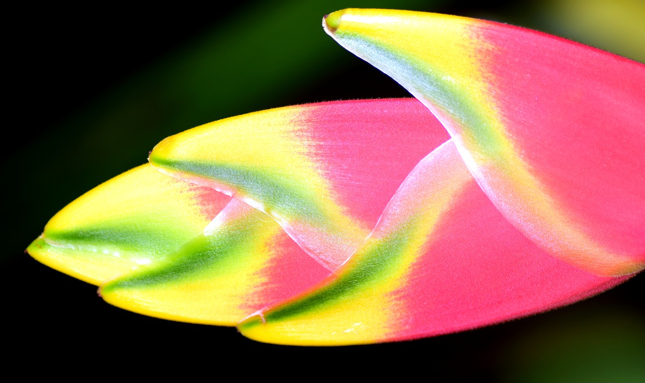 Heliconia Wagneriana, Omarų Žirklės, Trys Spalvos, Žiedas, Žydėti, Atogrąžų, Uždaryti, Spalvinga, Gražus, Spalva