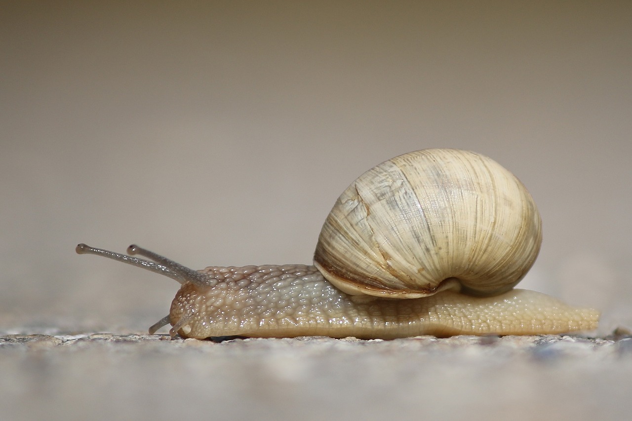 Kirminas, Helix Pomatia, Šlakas, Gamta, Sodas, Nemokamos Nuotraukos,  Nemokama Licenzija