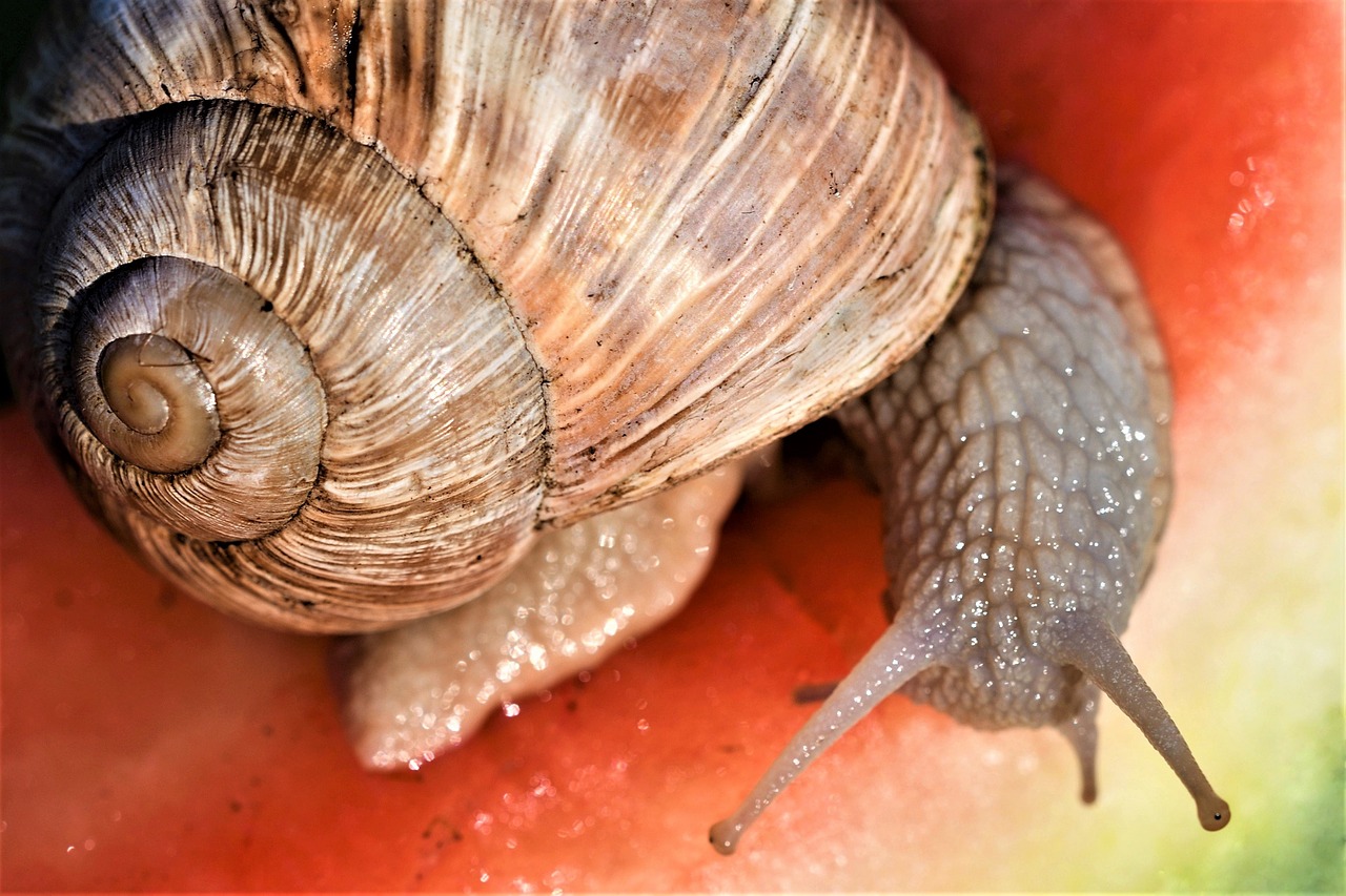 Helix Pomatia,  Sraigė,  Zondas,  Nuskaityti,  Lėtai,  Iš Arti,  Spiralė,  Gyvūnas,  Pobūdį,  Makro