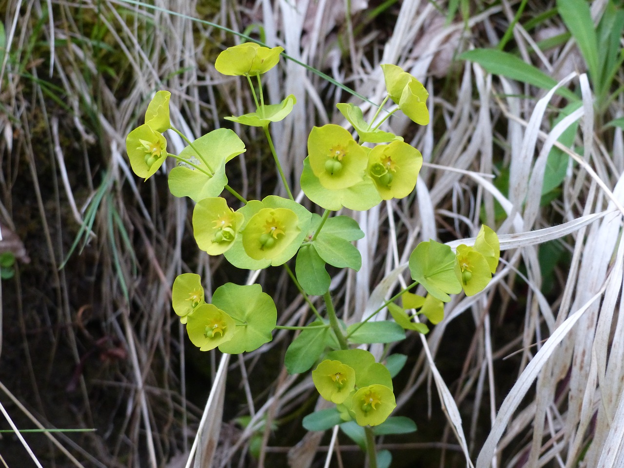 Hellebore, Gėlė, Geltona, Renonculacée, Ellebore, Gamta, Augalas, Medicinos, Vaistinis Augalas, Gorges De Pierre Lys