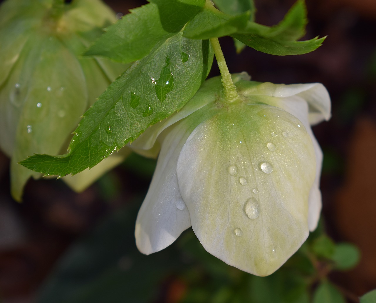 Hellebore Su Lietaus Lašais, Rožinė Lenten Rose, Lenten Rose, Budas, Gėlė, Žiedas, Žydėti, Hellebore, Sodas, Augalas