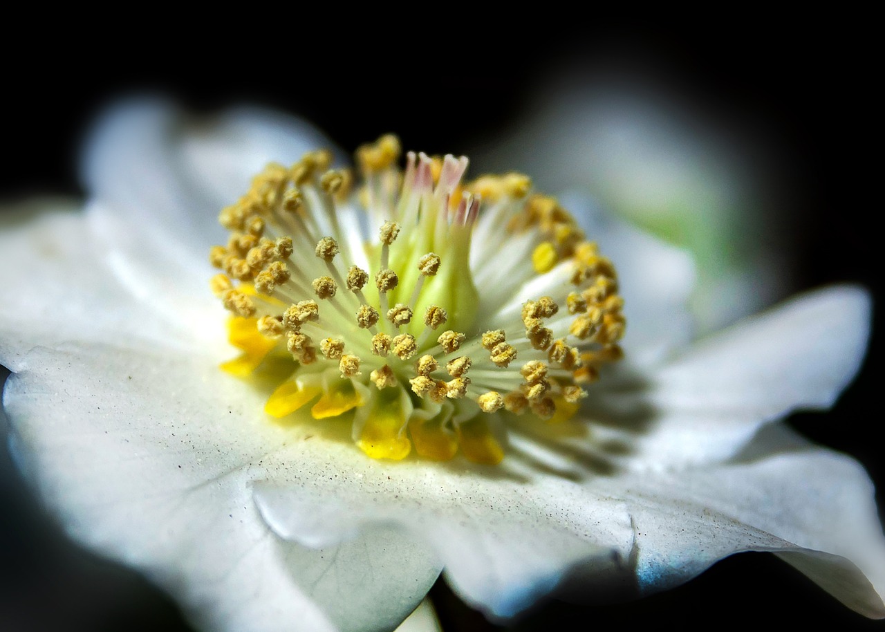 Helleborus, Anemone Blanda, Kalėdų Rožė, Žiedas, Žydėti, Uždaryti, Rūšis, Helleborus Niger, Balta, Gėlė