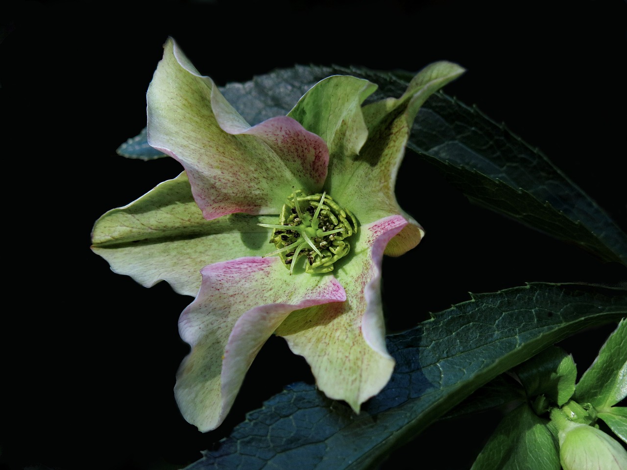 Helleborus Niger,  Zawilec Blanda,  Kalėdų Išaugo,  Gėlė,  Čemerys,  Winterblueher,  Pobūdį,  Iš Arti,  Hahnenfußgewächs,  Augalų