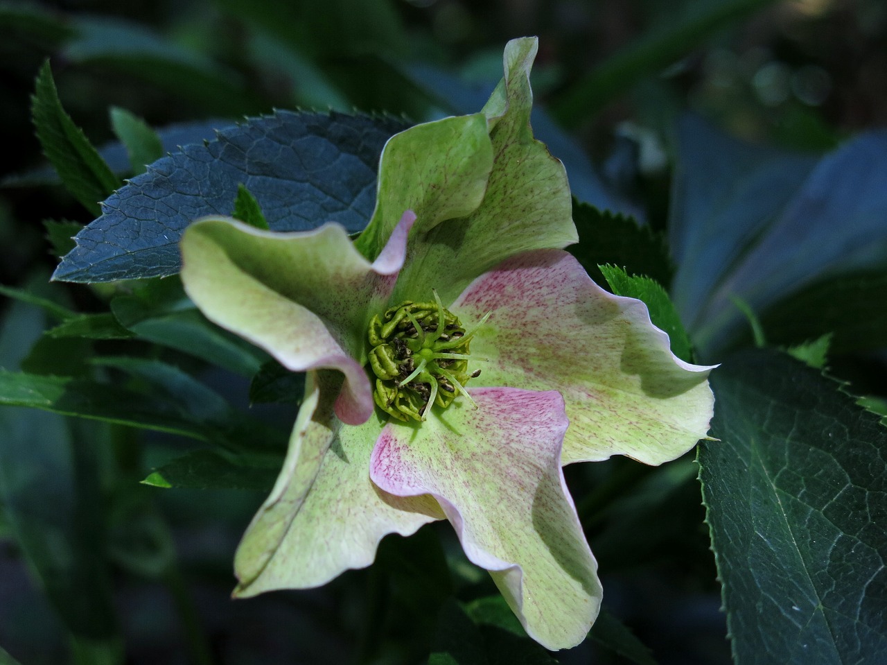 Helleborus Niger,  Zawilec Blanda,  Kalėdų Išaugo,  Gėlė,  Čemerys,  Winterblueher,  Pobūdį,  Iš Arti,  Hahnenfußgewächs,  Augalų