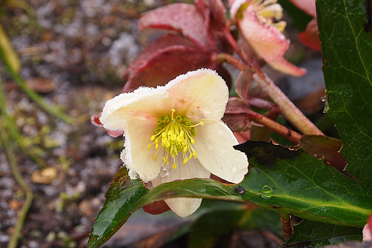 Helleborus Orientalis, Augalas, Sušaldyta, Užšaldyti, Lašai, Prinokę, Žiema, Užšaldymas, Gamta, Augalai