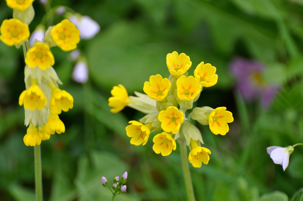 Sveiki, Geltonos Gėlės, Šalis, Fleurs Des Champs, Pavasaris, Geltona Gėlė, Gėlė, Sodas, Gėlės, Laukinės Gėlės