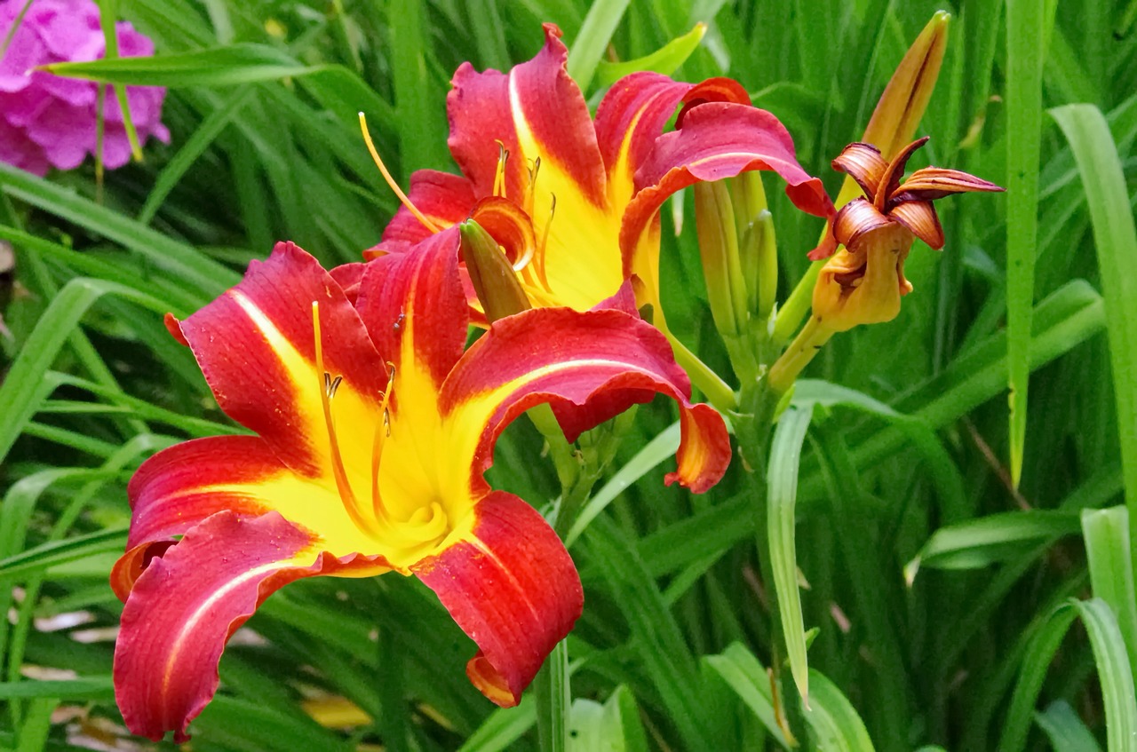 Hemerocallis, Geltona Gėlė, Raudona, Lelija, Gėlė, Gamta, Nemokamos Nuotraukos,  Nemokama Licenzija