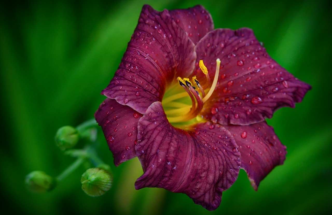 Hemerocallis, Gėlė, Sodas, Gamta, Vasara, Vasaros Gėlė, Nemokamos Nuotraukos,  Nemokama Licenzija