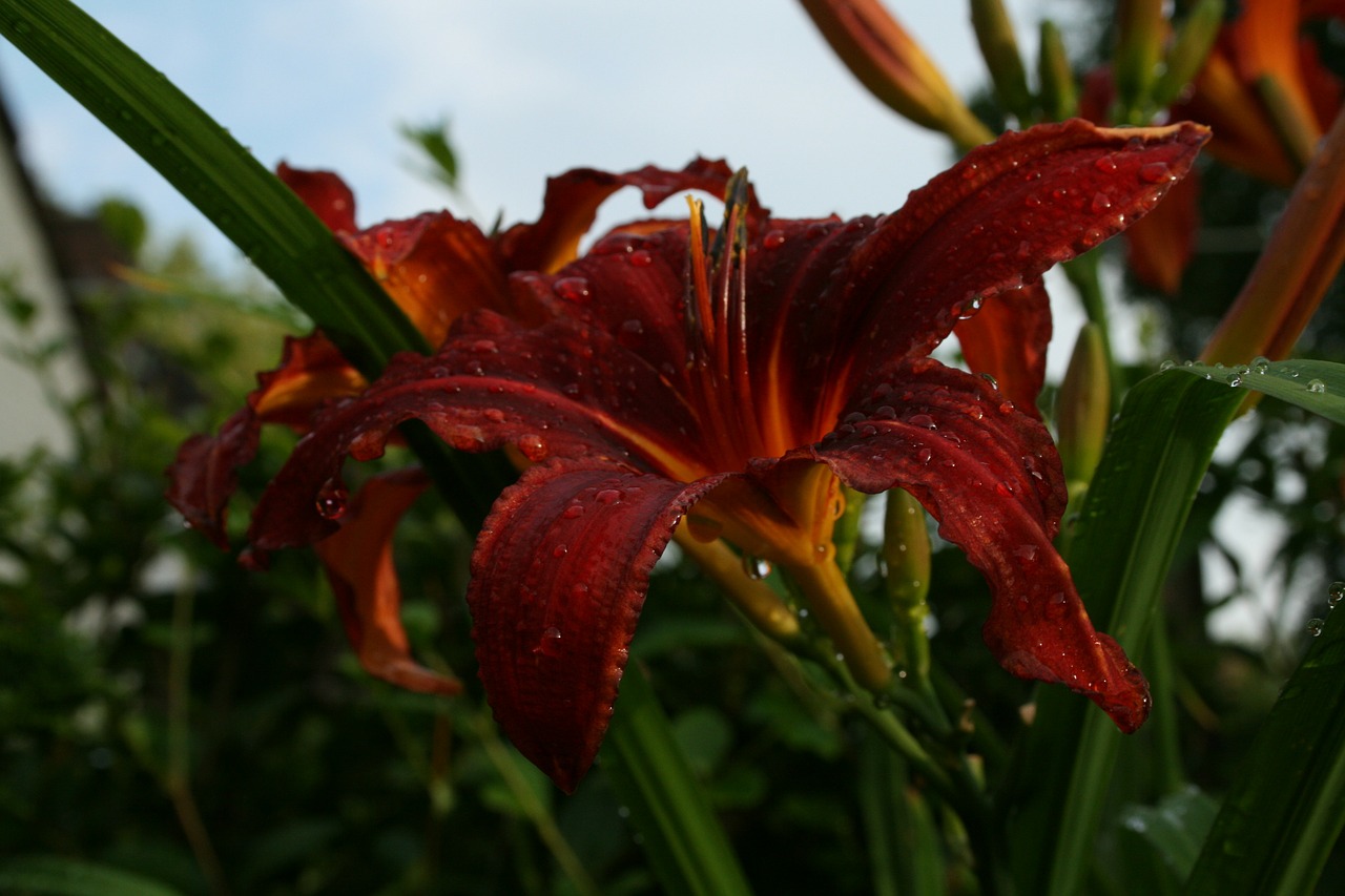 Hemerocallis, Dienos Diena, Daugiametis, Sodo Augalas, Nemokamos Nuotraukos,  Nemokama Licenzija