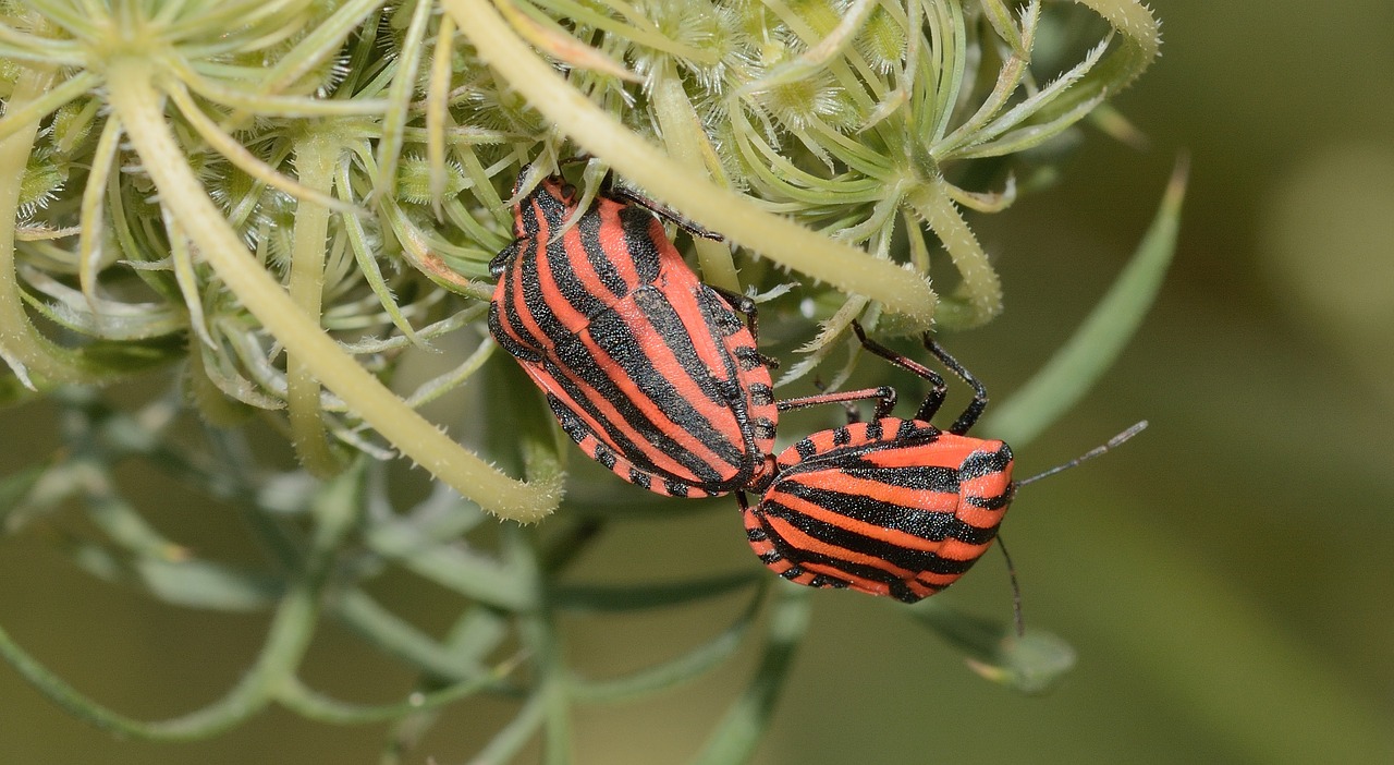 Hemiptera, Klaida, Grafosoma, Italicum, Makro, Nemokamos Nuotraukos,  Nemokama Licenzija