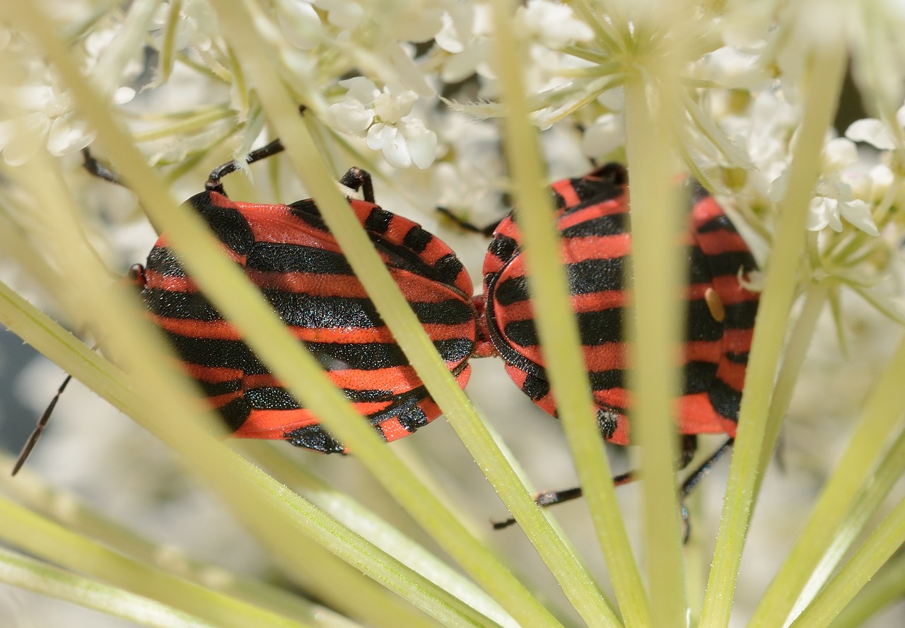 Hemiptera,  Lovos Vabalai,  Grafosoma,  Italicum, Nemokamos Nuotraukos,  Nemokama Licenzija