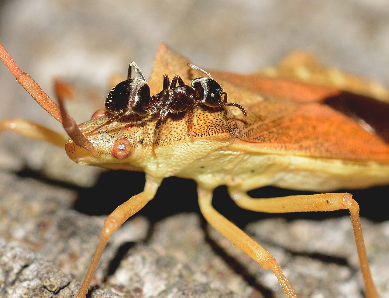 Hemiptera, Ant, Klaida, Makro, Gamta, Vabzdžiai, Nemokamos Nuotraukos,  Nemokama Licenzija