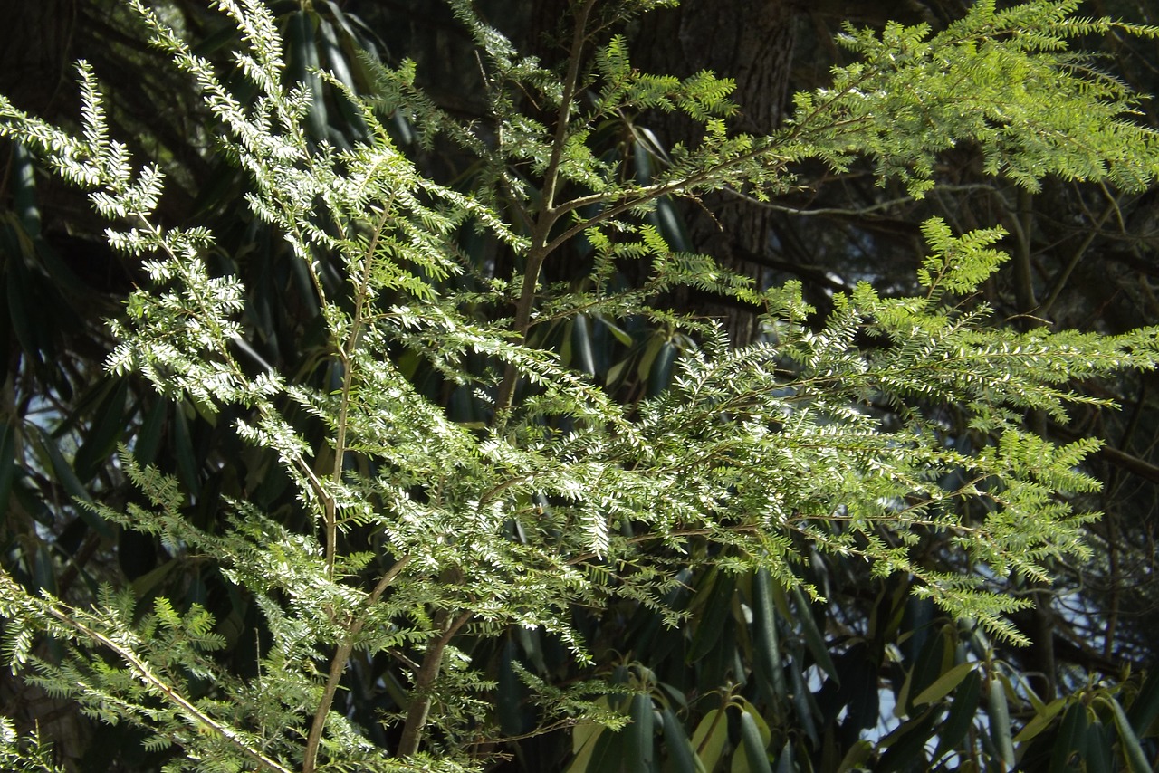 Hemlock, Medžiai, Gamta, Pušies Adatos, Pušis, Pušis, Žalias, Parkas, Augalas, Visžalis