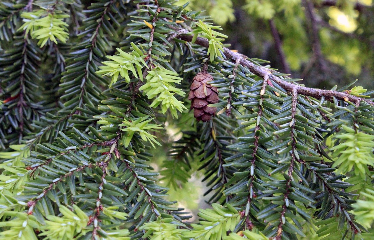 Hemlock, Medis, Spurgai, Fonas, Tekstūra, Šalis, Spygliuočiai, Eglė, Gamtos Parkas, Sodas