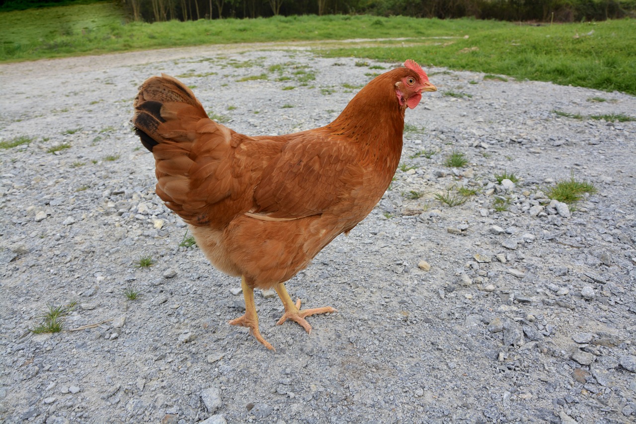 Višta, Vištos Dedeklės, Naminis Gyvūnas, Žolė, Gamta, Gyvūnas, Rousse, Nemokamos Nuotraukos,  Nemokama Licenzija