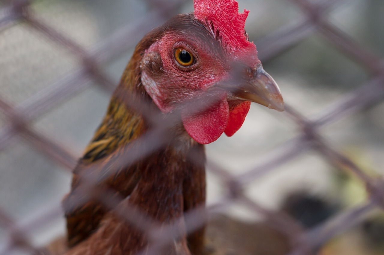 Višta, Gyvūnas, Ūkis, Naminiai Paukščiai, Gyvūnai, Viščiukai, Vištos Dedeklės, Gallo, Crest, Ave