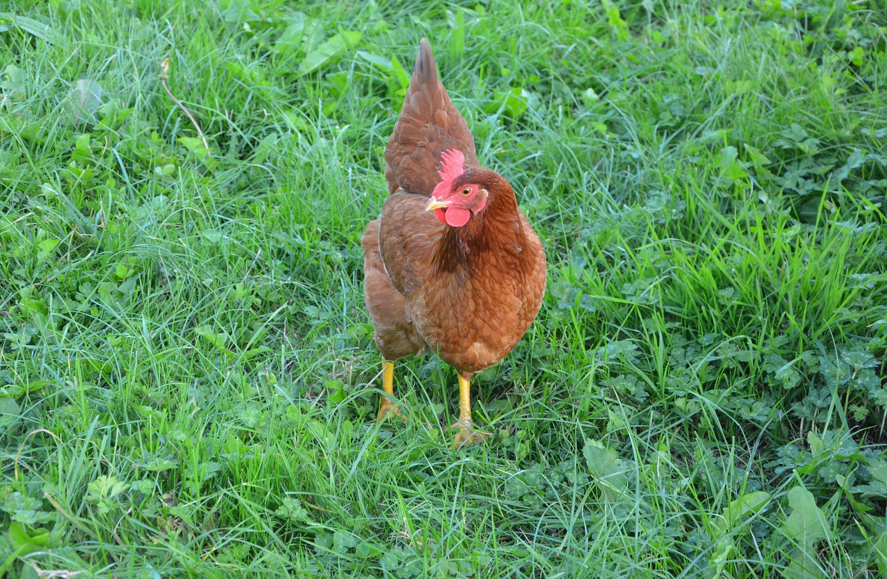 Višta, Dedeklės, Rousse, Gamta, Naminis Gyvūnas, Laukas, Sodas, Ūkis, Peck, Vištos Dedeklės