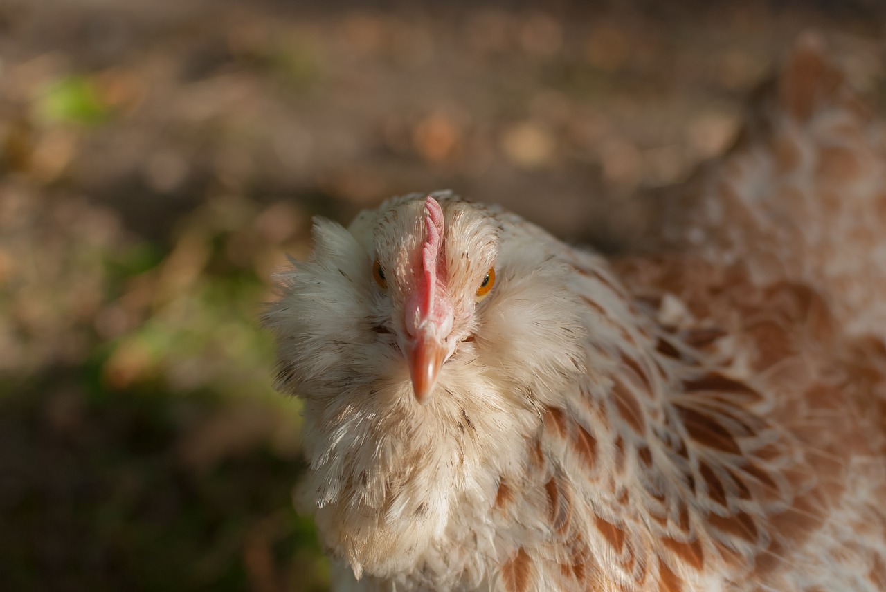 Višta, Galinis Kiemas, Atrodo, Iš Arti, Gamta, Gyvūnas, Gallinacées, Galva, Belgijos Baseinas, Nemokamos Nuotraukos