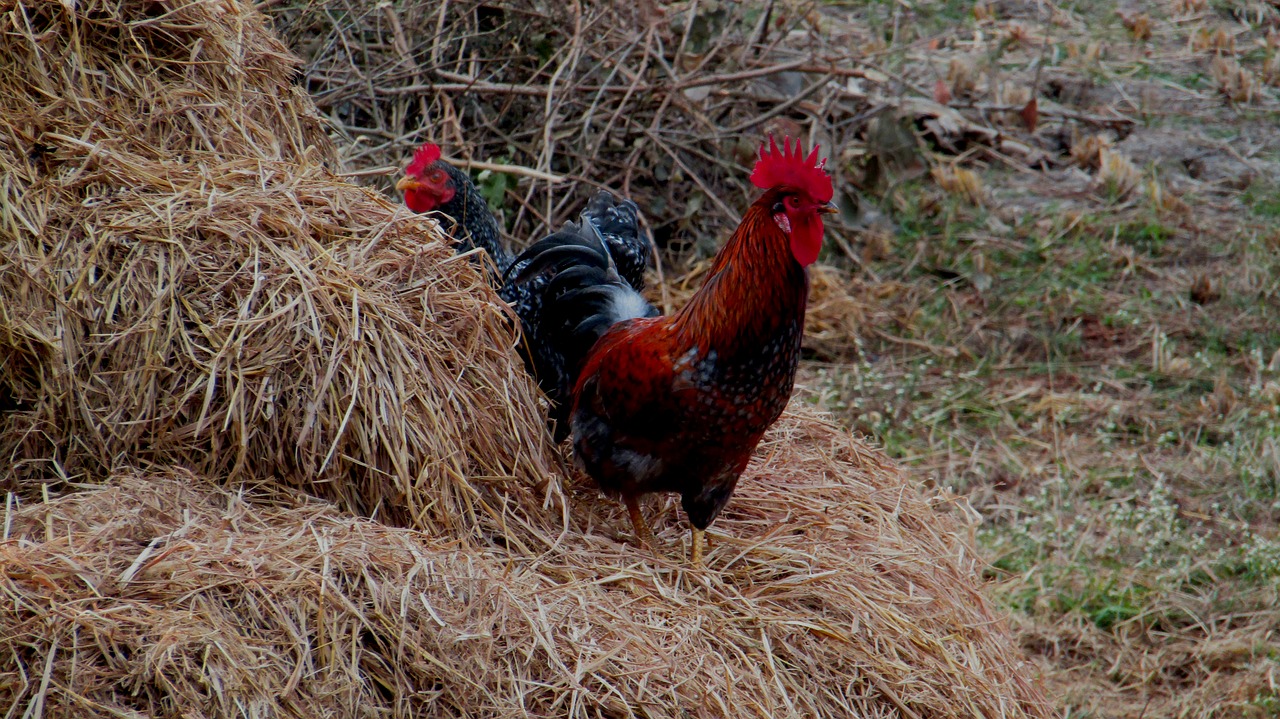 Višta,  Kaugė,  Gaidys,  Vištienos,  Ūkis,  Naminių Paukščių,  Paukštis,  Gyvūnas,  Paukščiai,  Pobūdį