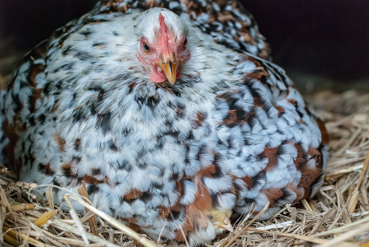 Višta,  Pekin,  Tūkstantis,  Gėlė,  Gyvūnas,  Galinis Kiemas,  Gallinacées,  Viščiukas, Nemokamos Nuotraukos,  Nemokama Licenzija