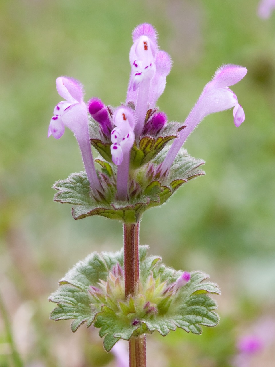 Henbit, Deadnettle, Augalas, Laukiniai, Gėlė, Lauke, Wildflower, Gamta, Žiedas, Žydėti