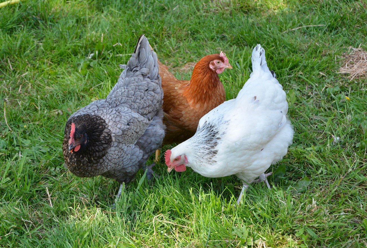 Vištos,  Dedeklėms Vištoms,  Mažesnis Trumpas,  Dedeklė,  Balta Redhead Pelenus,  Naminis Gyvūnas,  Vištų Sussex,  Raudona Vištų,  Laukas,  Vištų Išblyškusio