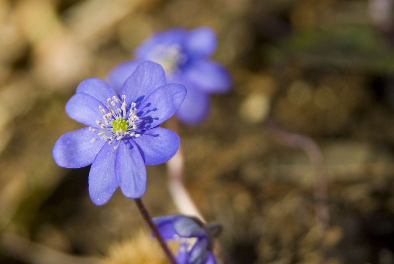 Hepatica, Violetinė, Gėlė, Žiedas, Žydėti, Violetinė, Nemokamos Nuotraukos,  Nemokama Licenzija