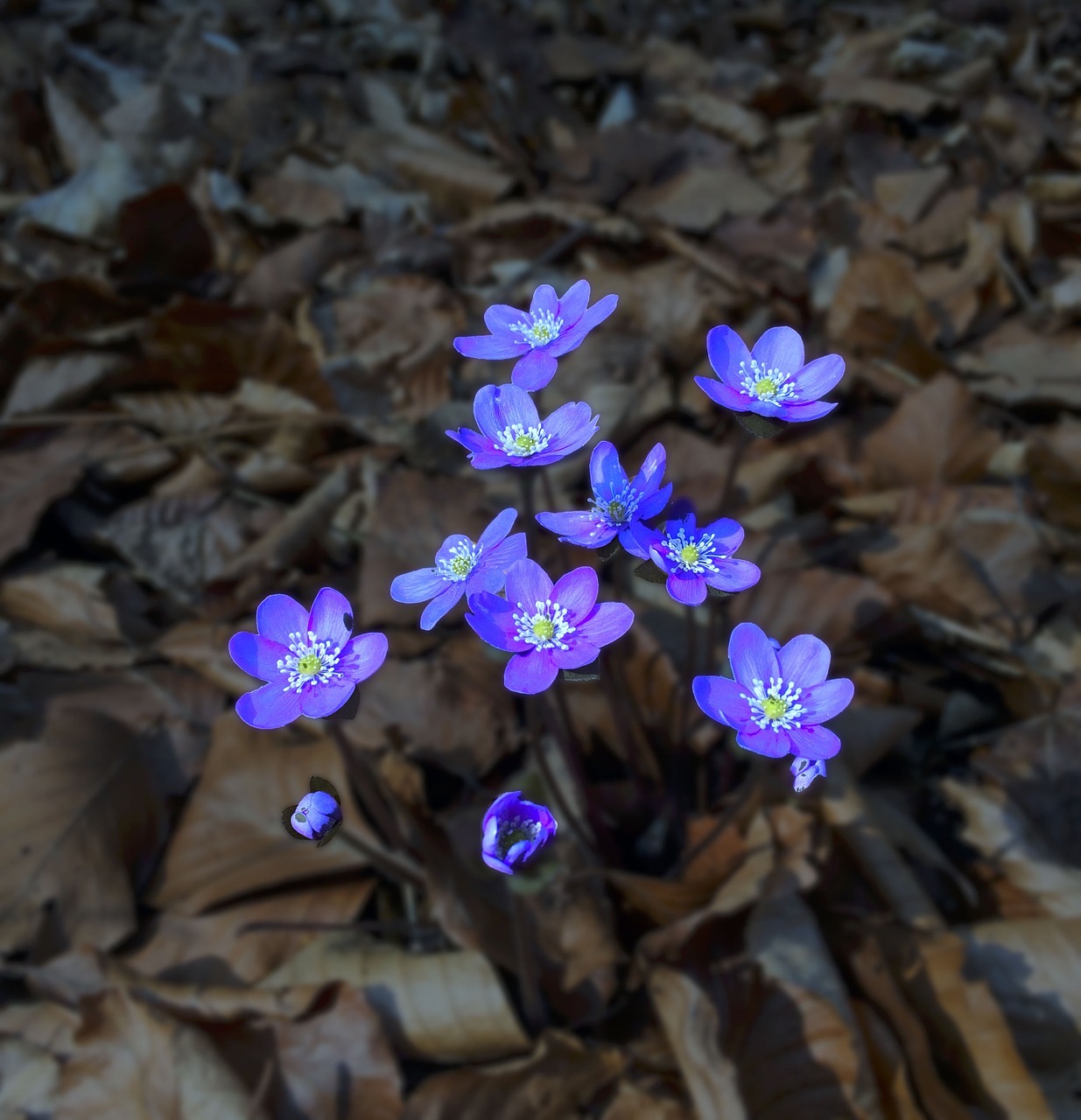 Hepatica, Mėlynas, Lapai, Gėlė, Kepenų Gėlė, Nemokamos Nuotraukos,  Nemokama Licenzija